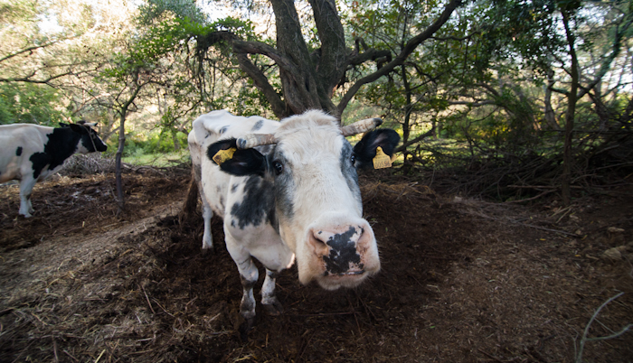 Organic farm corfu cow