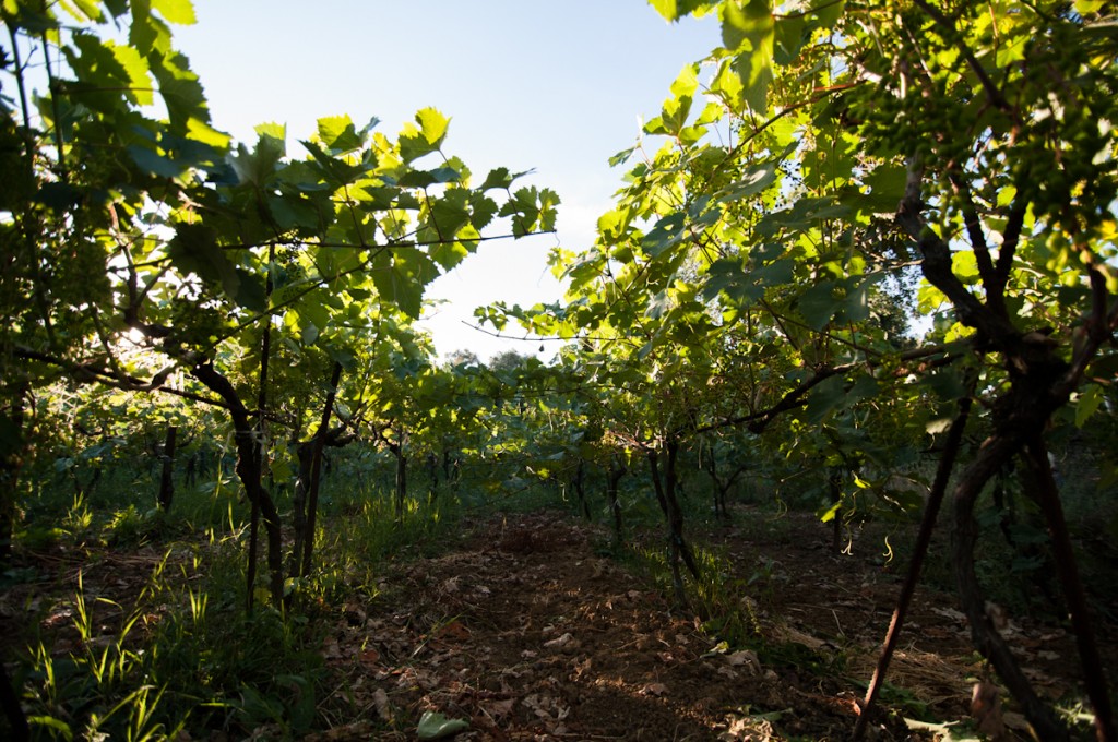 organic grape vineyard corfu