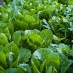 Vrachos organic lettuce farm Corfu Woof