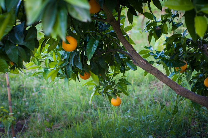 greece orange tree