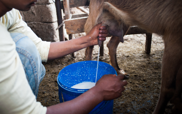 milking a goat corfu