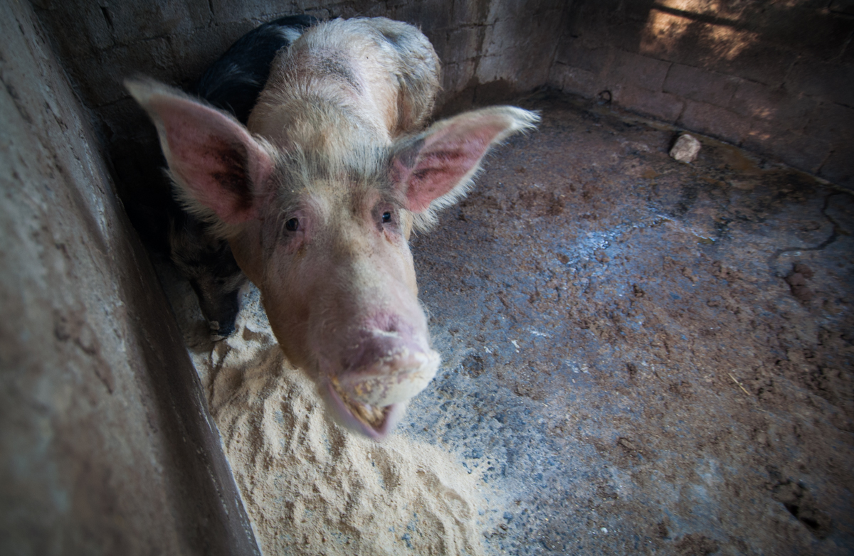 organic pig farm corfu