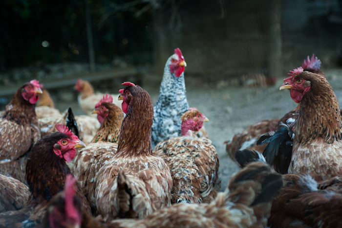 corfu chicken farm organic