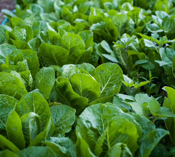 Vrachos organic lettuce farm Corfu Woof